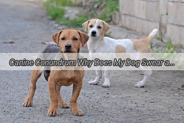 Canine Conundrum Why Does My Dog Swear at His Disobedient Pals